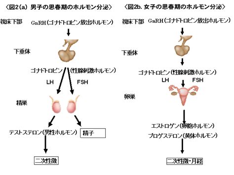 タナー段階|思春期の性成熟と成長｜たなか成長クリニッ